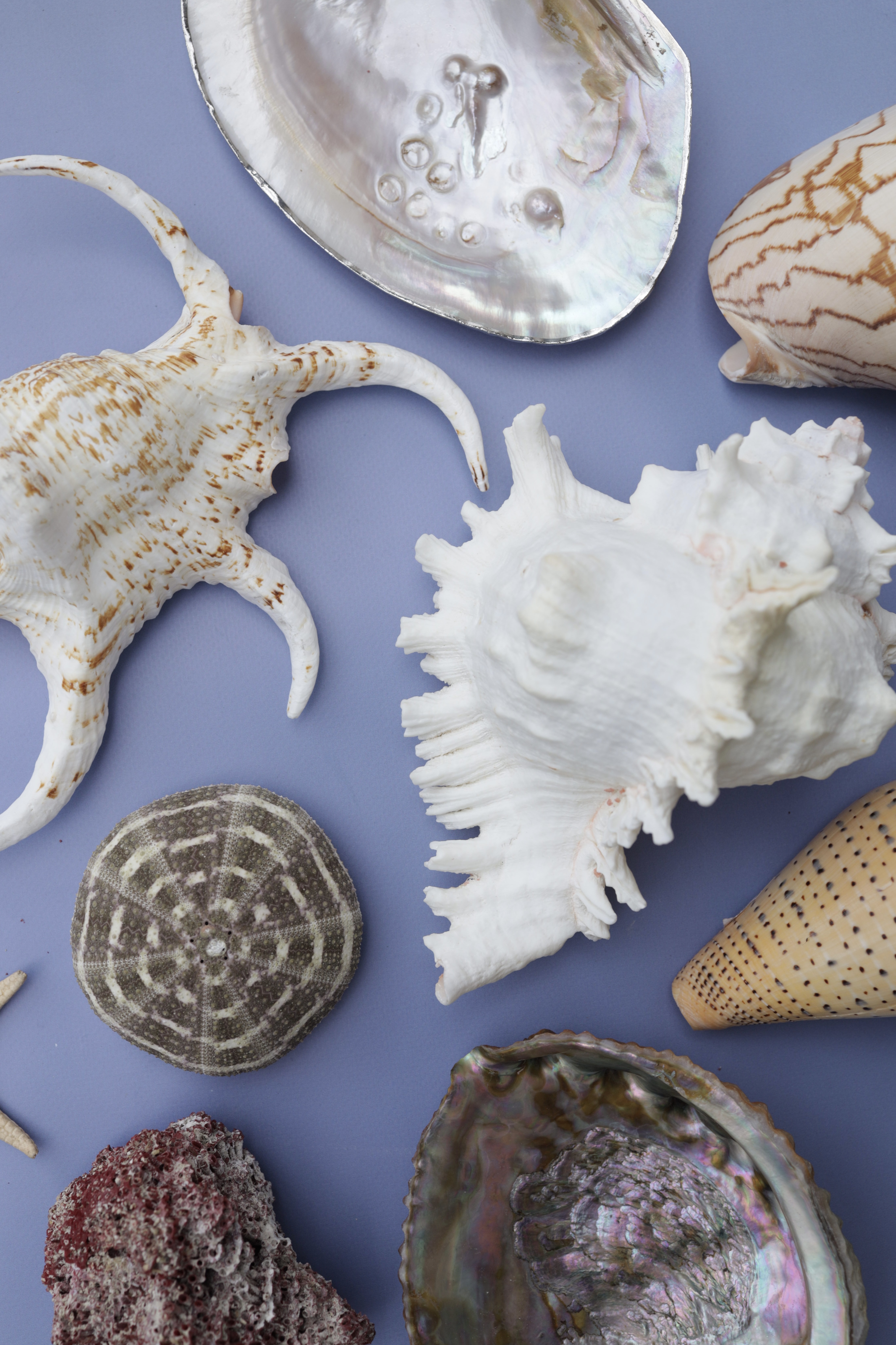 морские и океанические ракушки