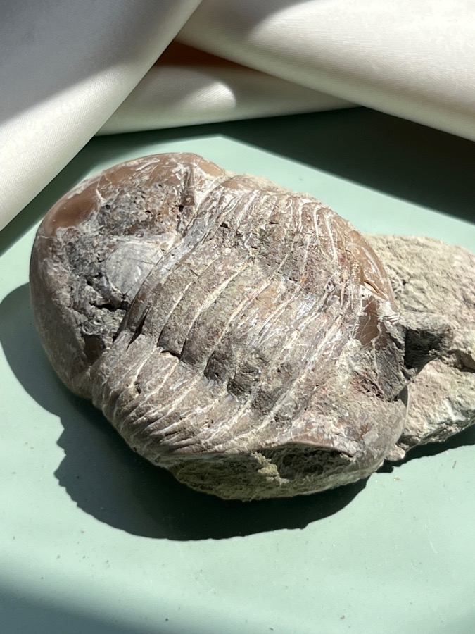 Трилобит Asphus sp., 2,7 х 5,2 х 8,3 см TRB-0029, фото 1