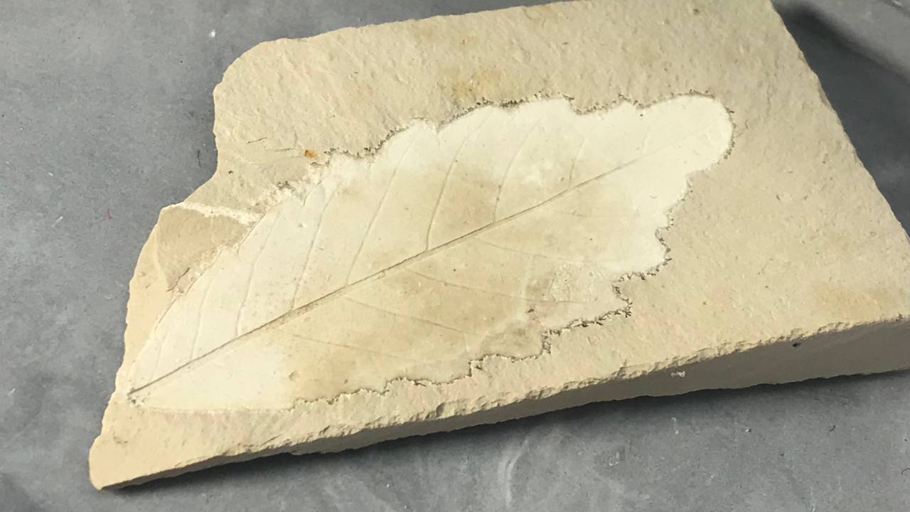 Отпечаток ископаемого листка 5,5x2,1 см OIL-0005, фото 2