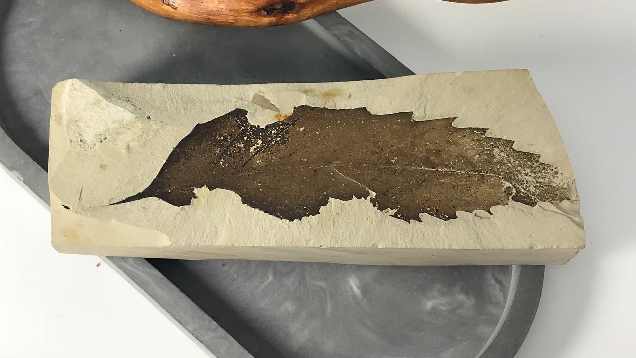 Отпечаток ископаемого листка Erdobenye, 12,0x3,0 см OIL-0004, фото 1