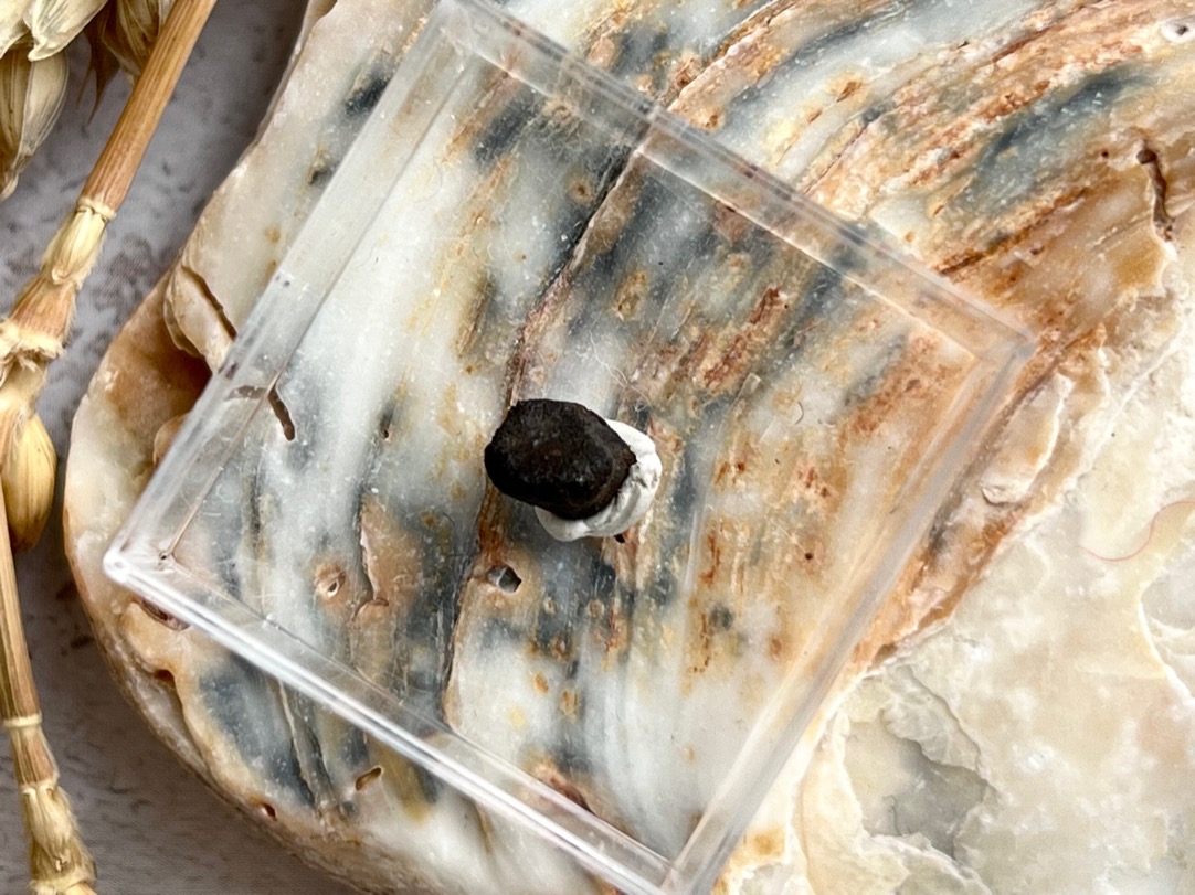 Метеорит каменный хондрит в пластиковом боксе MT-0025, фото 2