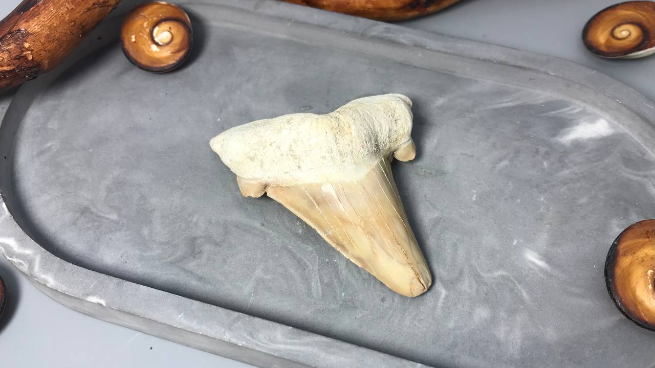Зуб ископаемой акулы Otodus obliquus ZUB-0005, фото 2