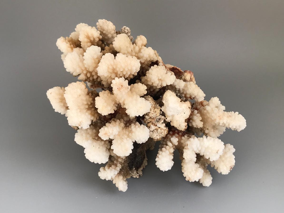 Коралл 7,8х5,1х3,6 см RA-0045, фото 3