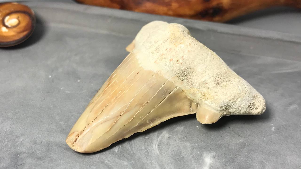 Зуб ископаемой акулы Otodus obliquus ZUB-0005, фото 1