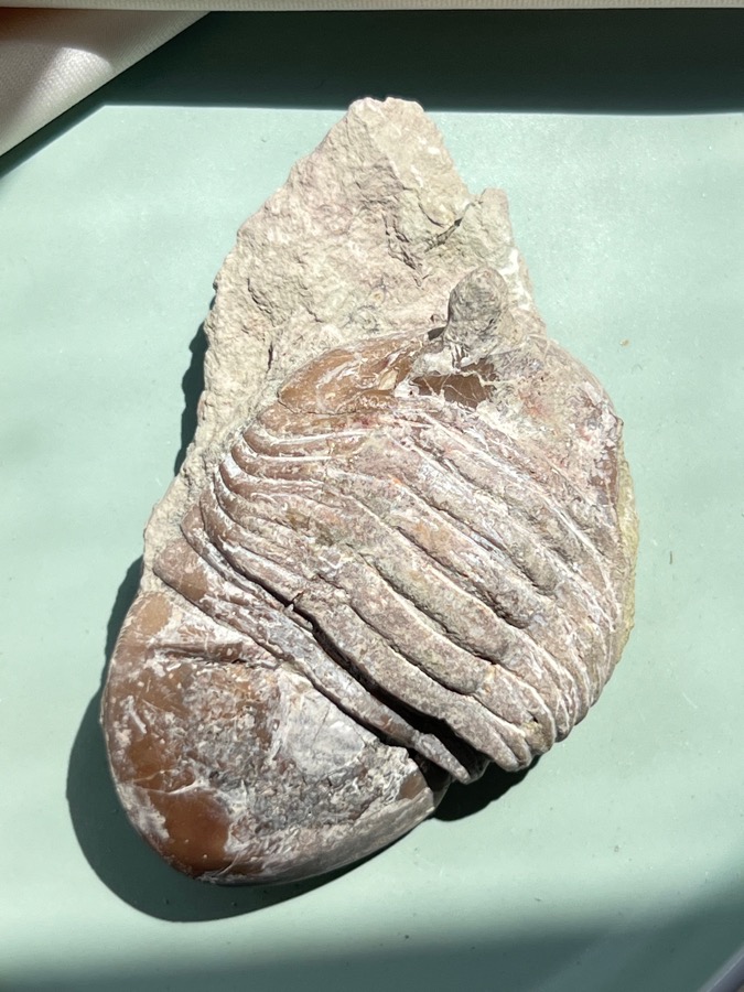 Трилобит Asphus sp., 2,7 х 5,2 х 8,3 см TRB-0029, фото 4