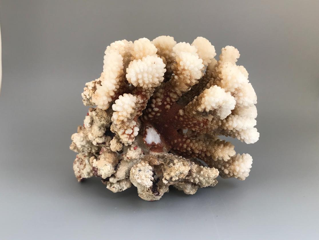 Коралл 7,8х5,1х3,6 см RA-0045, фото 2