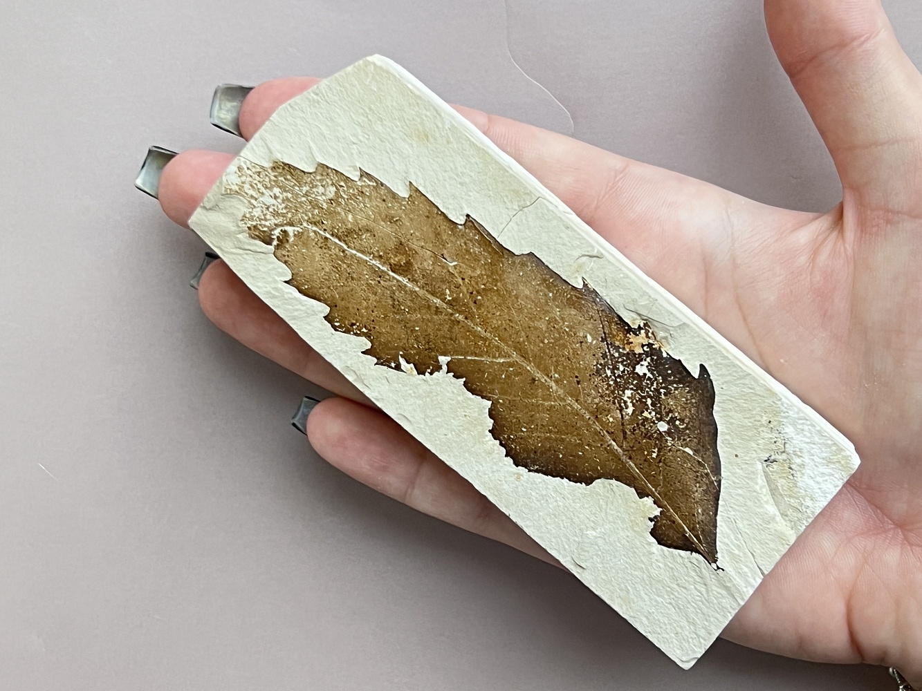 Отпечаток ископаемого листка Erdobenye, 11,7 x 4,6 х 1,7 см OIL-0006, фото 4