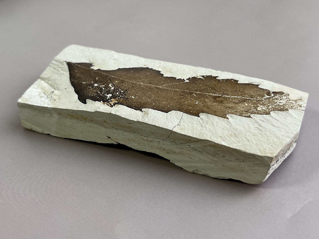 Отпечаток ископаемого листка Erdobenye, 11,7 x 4,6 х 1,7 см OIL-0006, фото 3