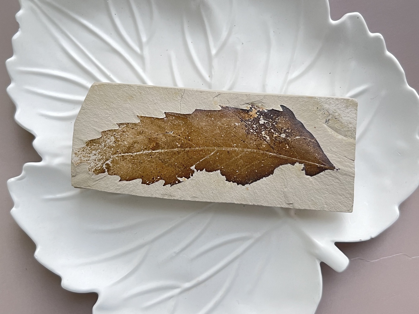 Отпечаток ископаемого листка Erdobenye, 11,7 x 4,6 х 1,7 см OIL-0006, фото 2