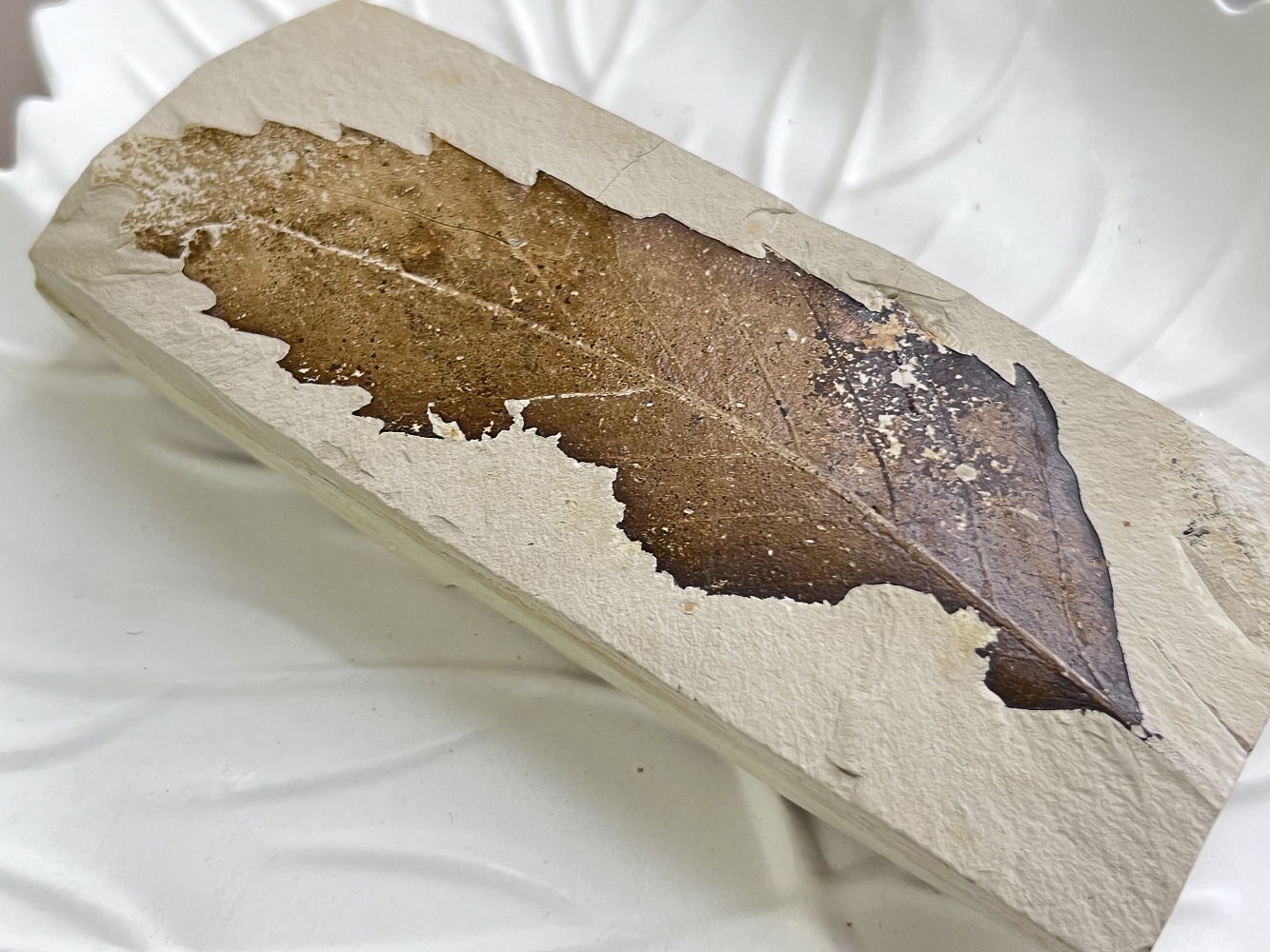 Отпечаток ископаемого листка Erdobenye, 11,7 x 4,6 х 1,7 см OIL-0006, фото 1