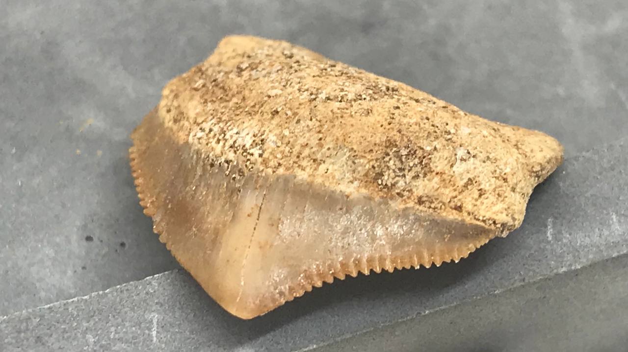 Зуб ископаемой акулы Скваликоракс ZUB-0007, фото 1