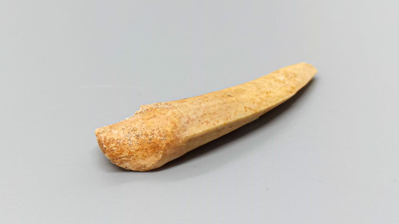 Зуб саблезубой селёдки ZUB-0007, фото 2