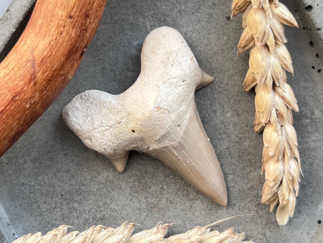 Зуб ископаемой акулы Otodus obliquus ZUB-0017, фото 1