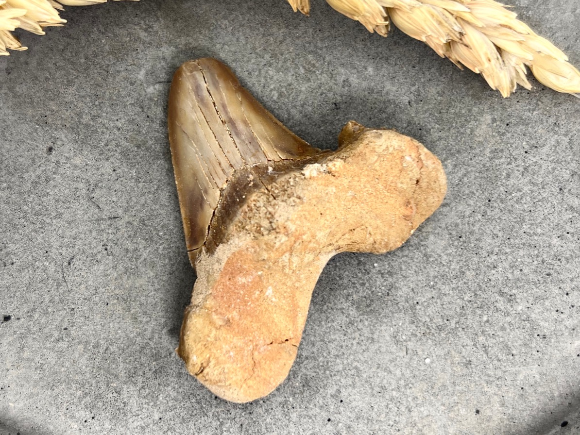Зуб ископаемой акулы Otodus obliquus ZUB-0009, фото 3
