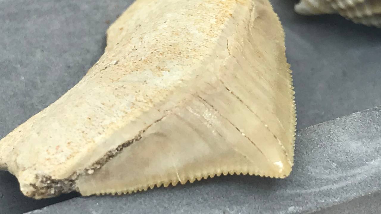 Зуб ископаемой акулы Скваликоракс ZUB-0006, фото 1