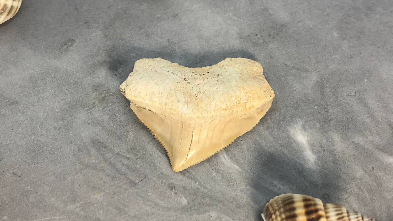 Зуб ископаемой акулы Скваликоракс ZUB-0006, фото 4