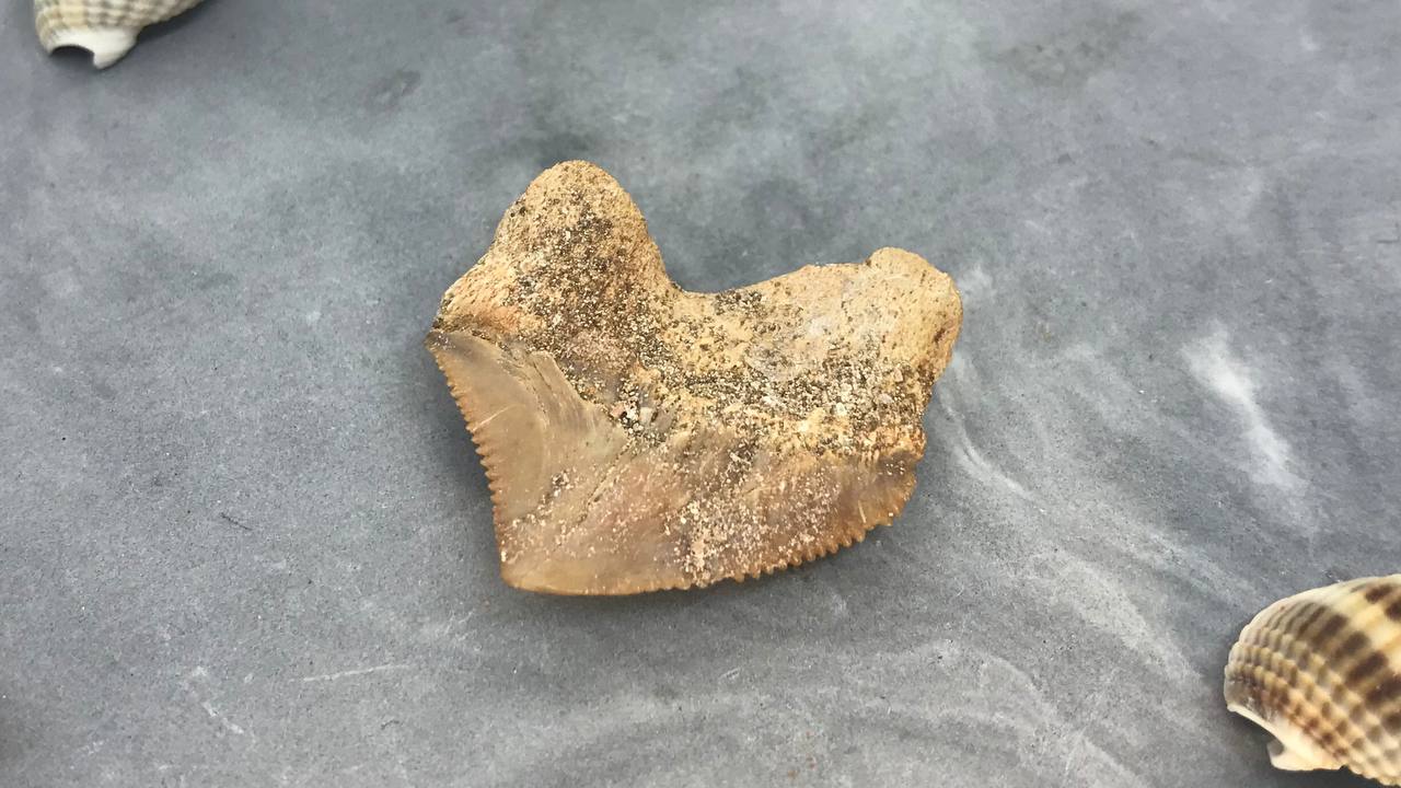 Зуб ископаемой акулы Скваликоракс ZUB-0007, фото 3