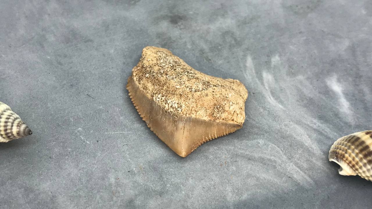 Зуб ископаемой акулы Скваликоракс ZUB-0007, фото 2