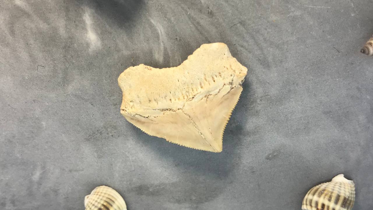 Зуб ископаемой акулы Скваликоракс ZUB-0006, фото 3
