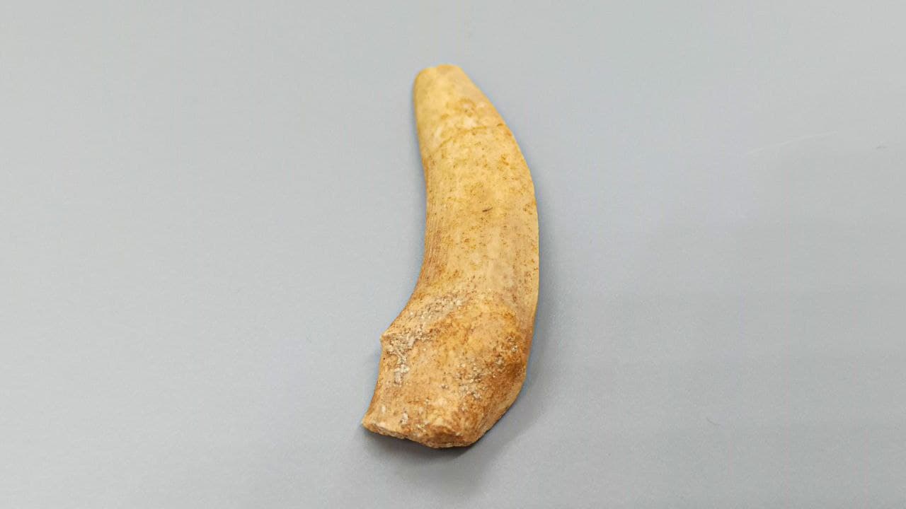 Зуб саблезубой селёдки ZUB-0007, фото 3