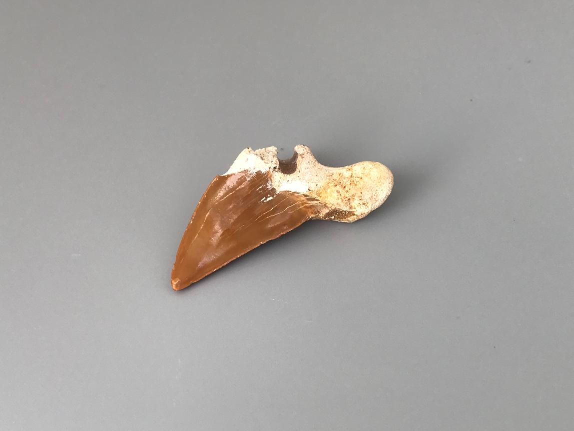 Зуб ископаемой акулы ZUB-0003, фото 2