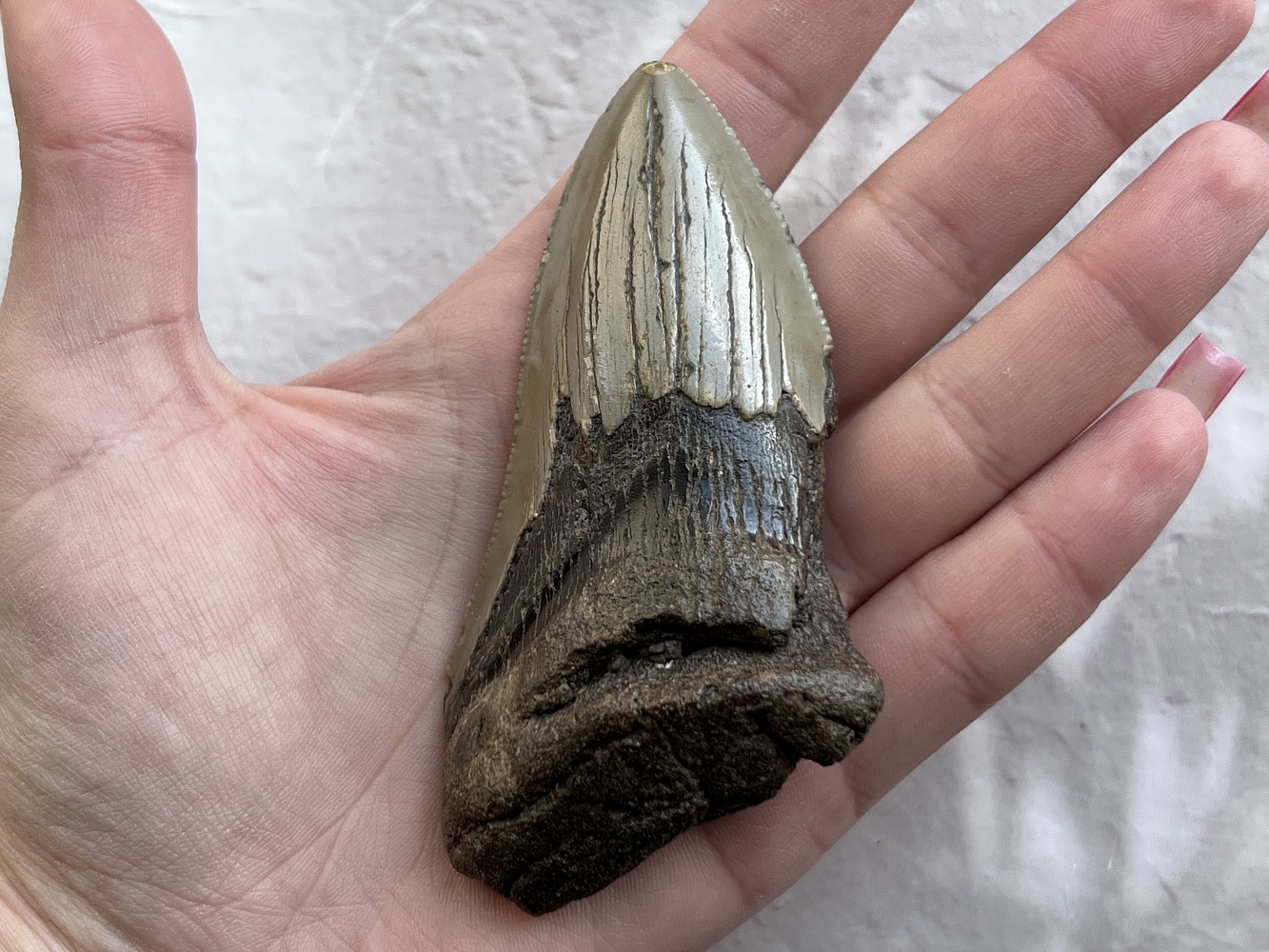 Зуб ископаемой акулы Carcharocles megalodon ZUB-0010, фото 3